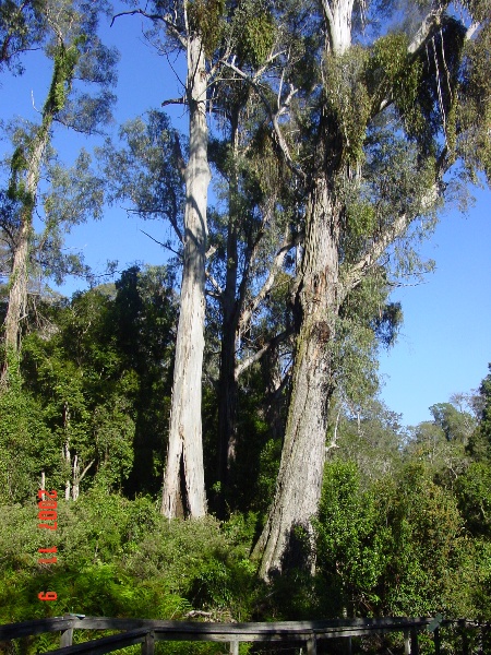 T11039_Eucalyptus elata_River Peppermint_2.jpg