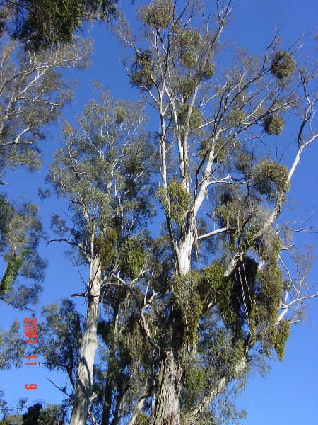 T11039_Eucalyptus elata_River Peppermint_3.jpg