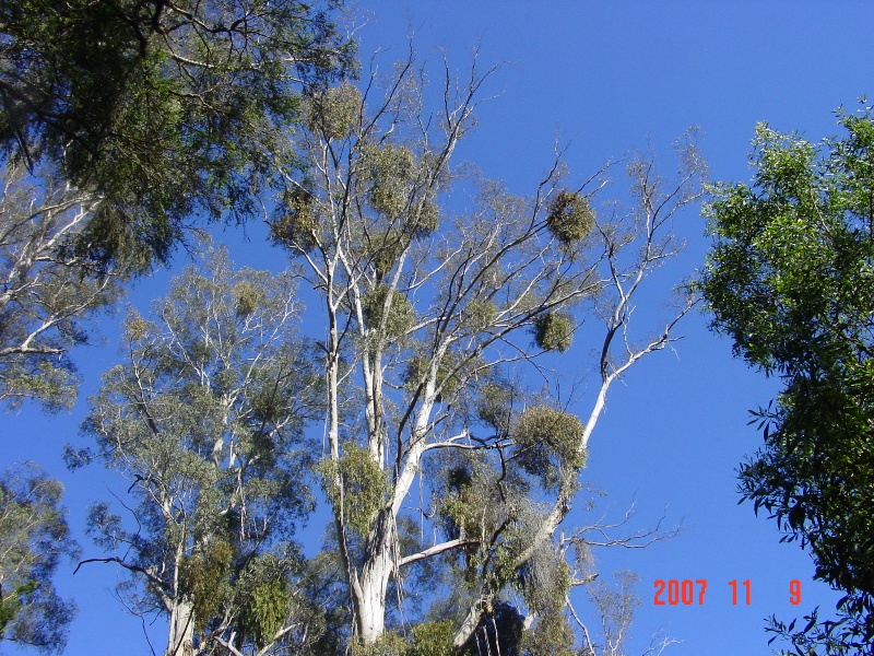 T11039_Eucalyptus elata_River Peppermint_4.jpg