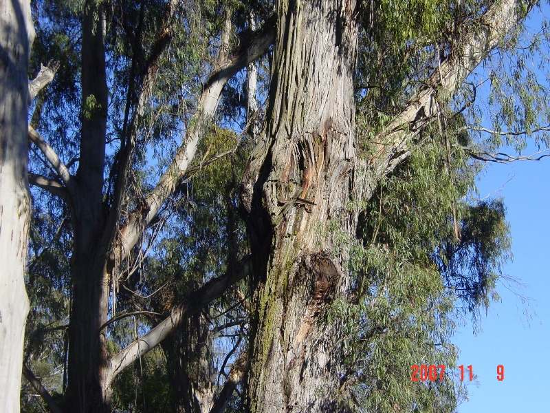 T11039_Eucalyptus elata_River Peppermint_Bark.jpg