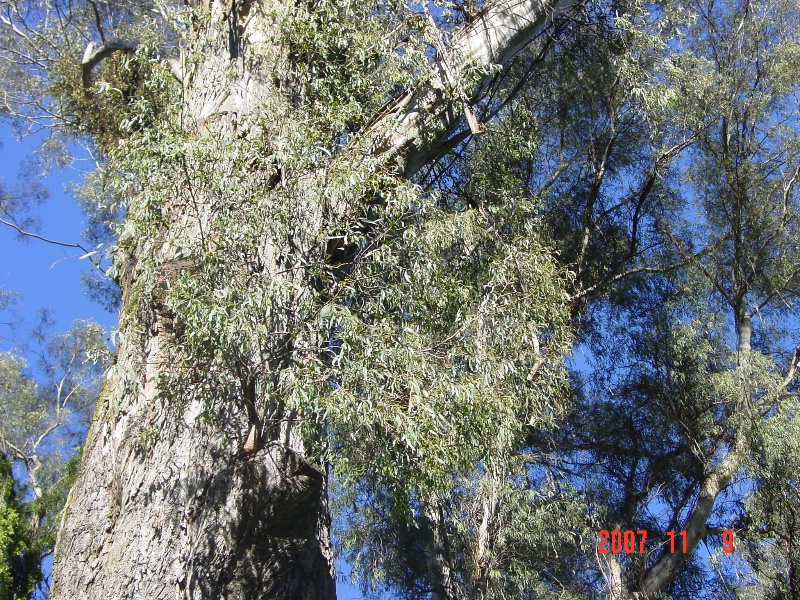 T11039_Eucalyptus elata_River Peppermint_Leaf.jpg