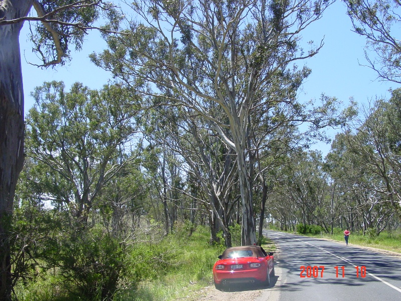 T11291 Eucalyptus pauciflora subsp pauciflora