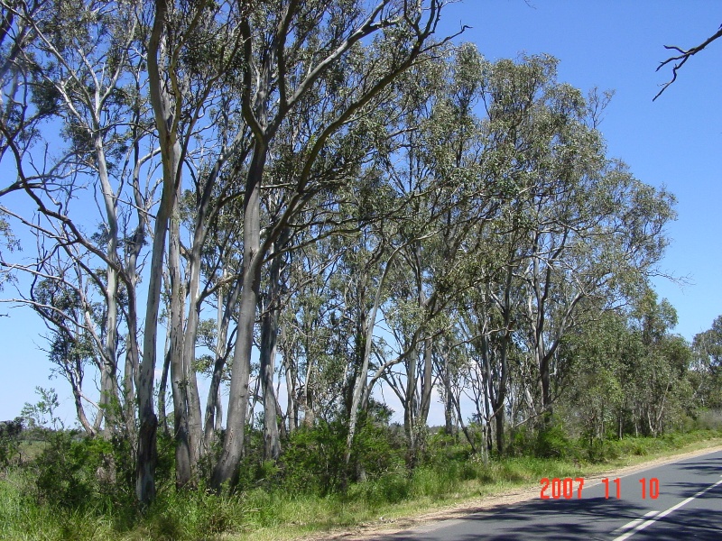 T11291 Eucalyptus pauciflora subsp pauciflora