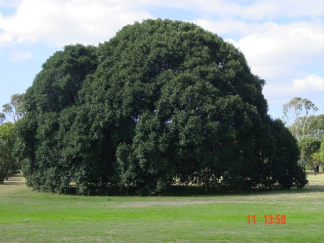 T11359 Ficus rubiginosa