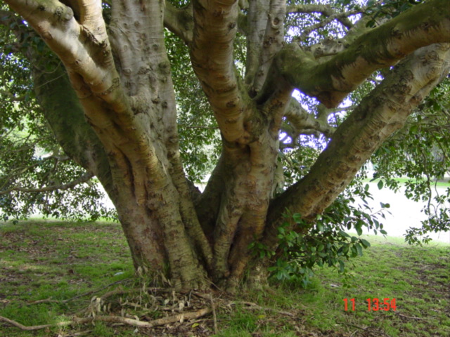 T11359 Ficus rubiginosa
