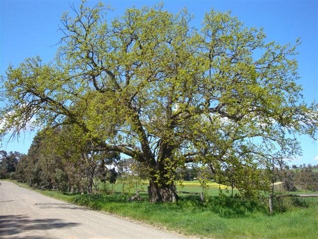 T11558 Quercus Suber