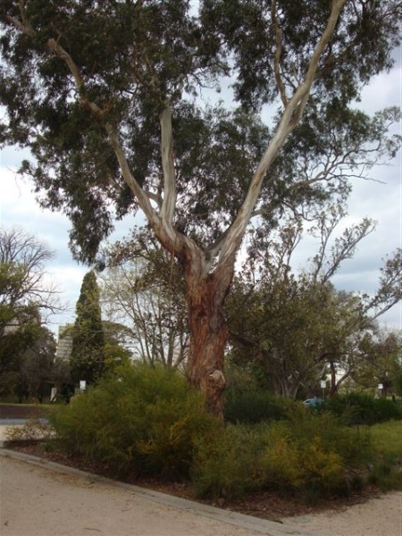 T11870 Eucalyptus melliodora