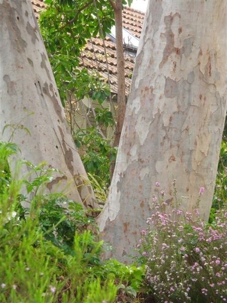 T12029 Eucalyptus prava
