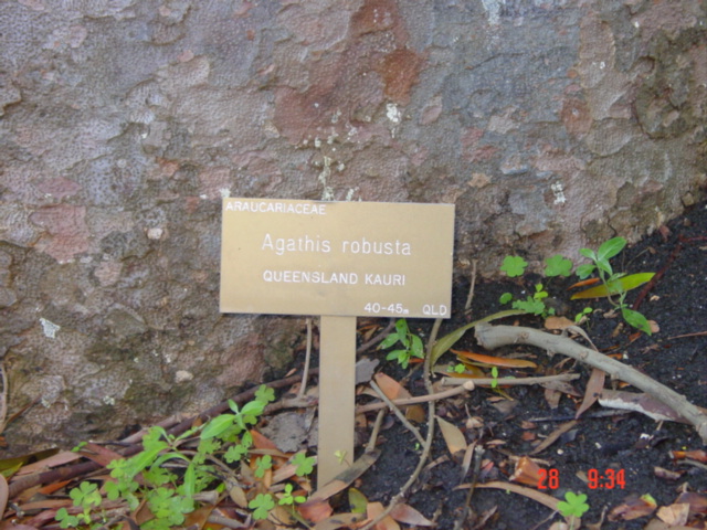 T11583 Agathis robusta