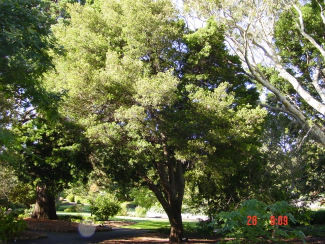 T11584 Podocarpus elatus Geelong