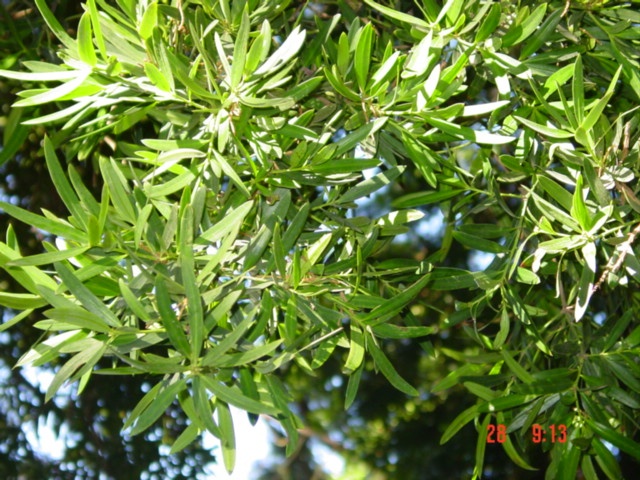 T11584 Podocarpus elatus Geelong