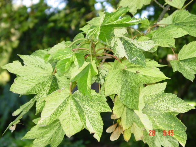 T11585 Acer pseudoplatanus