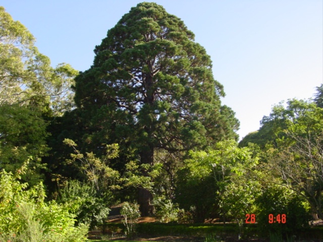 T11586 Sequoiadendron giganteum