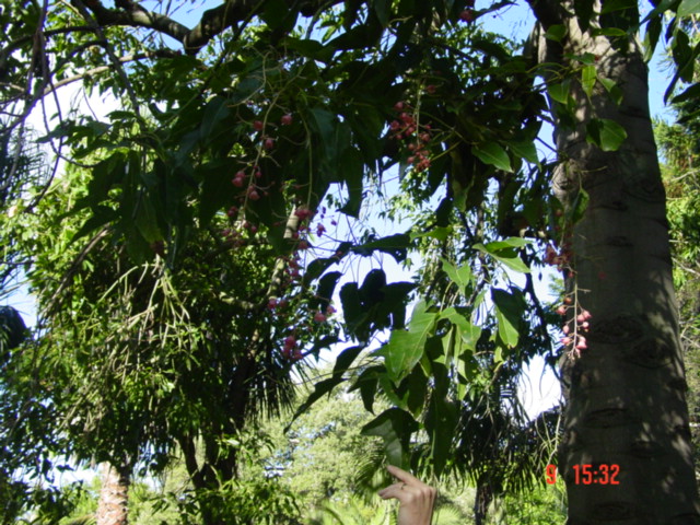 T11596 Brachychiton x roseus notho subsp. roseus