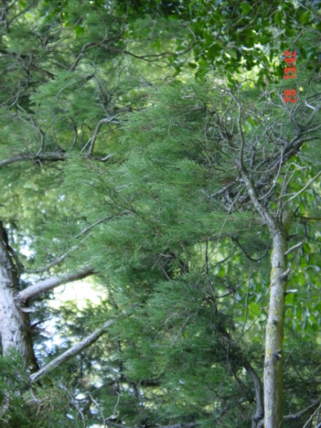 T11597 Juniperus thurifera