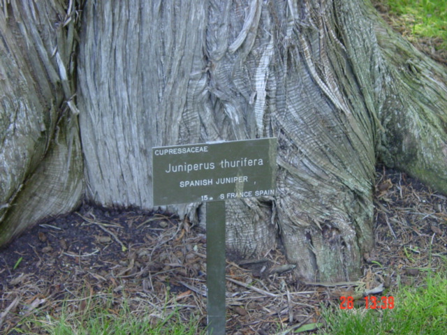 T11597 Juniperus thurifera