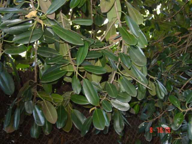 T11601 Ficus platypoda var angustifolia