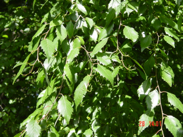 T11603 Alnus acuminata subsp. glabrata