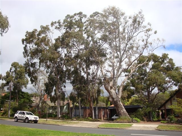 T11735 Eucalyptus camaldlensis