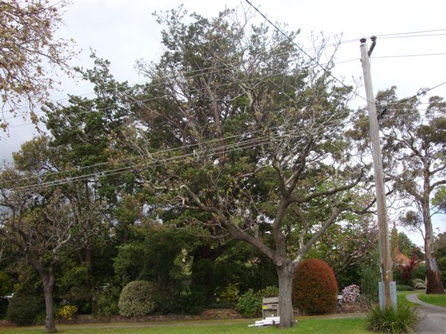 T11746 Podocarpus totara