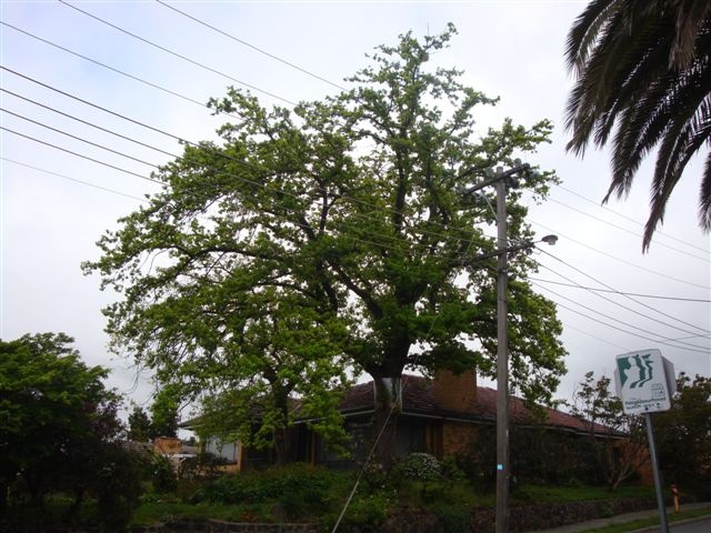 T11744 Quercus robur