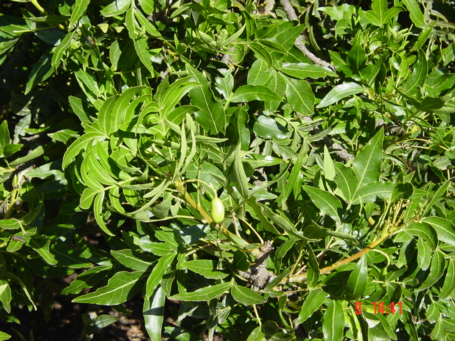 T11607 Harpephyllum caffrum