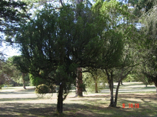 T11614 Juniperus excelsa
