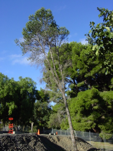 T11617 Pinus quadrifolia Parryana