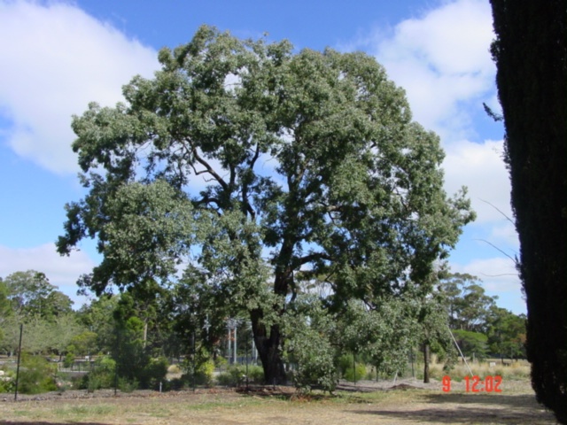 T11618 Eucalyptus bauerana