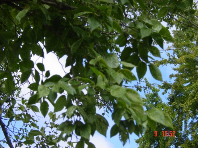T11621 Ulmus minor 'variegata'