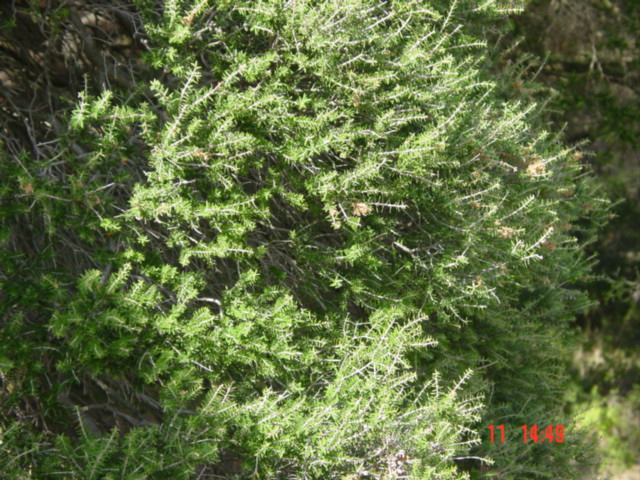 T12044 Melaleuca lanceolata
