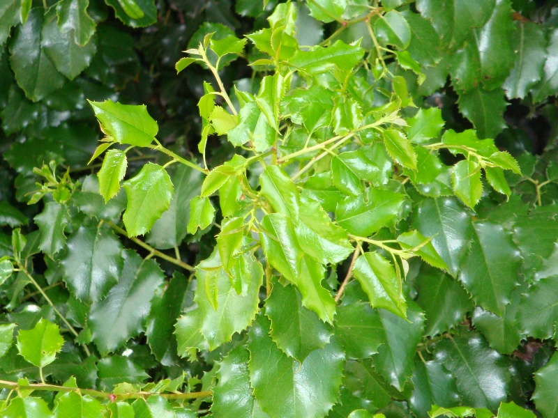 T11479 Prunus icifolia