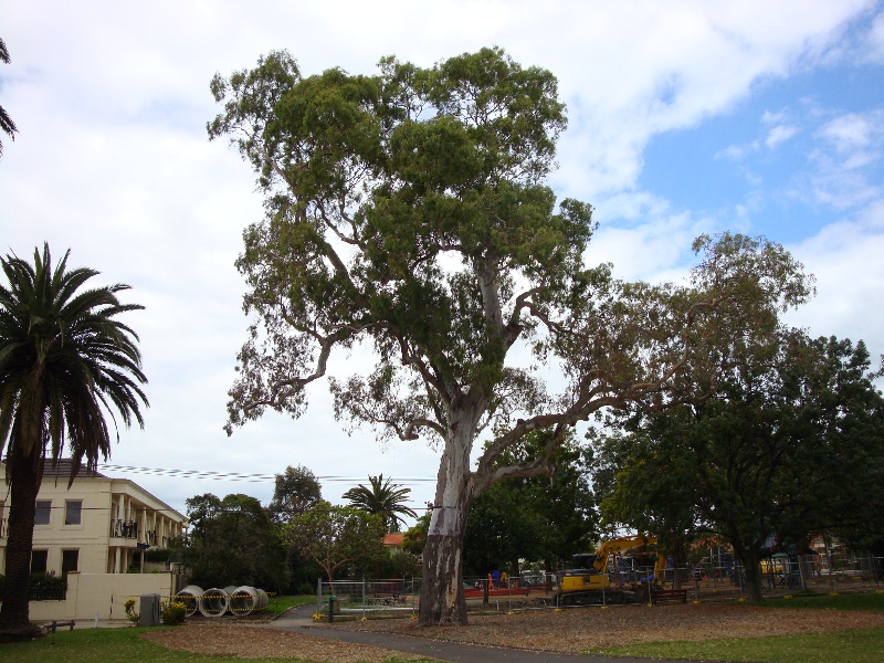 T11484 Eucalyptus camaldulensis