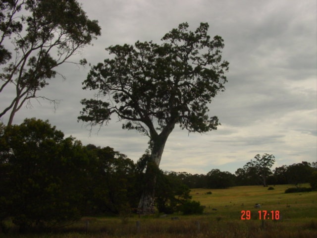 T11001 Eucalyptus camaldulensis