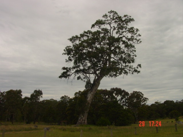 T11001 Eucalyptus camaldulensis