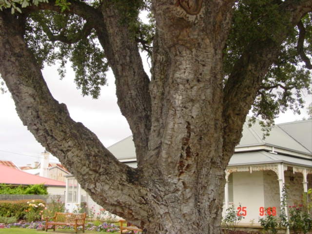 T11068 Quercus suber