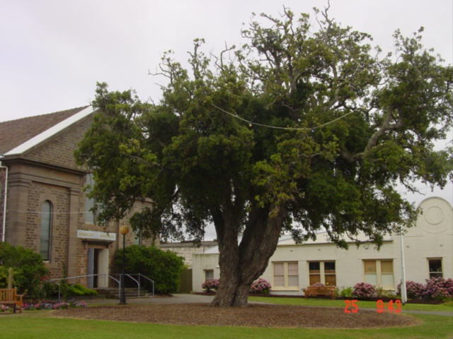 T11068 Quercus suber