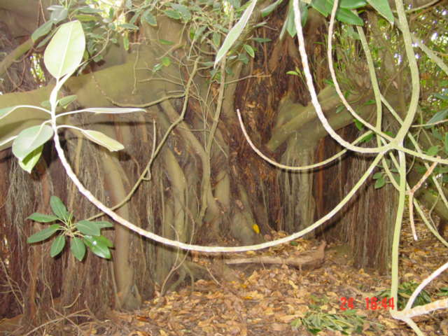 T11750 Ficus macrophylla