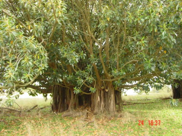 T11750_Ficus macrophylia