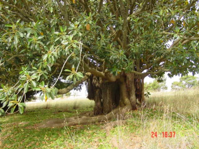 T11750 Ficus macrophylia