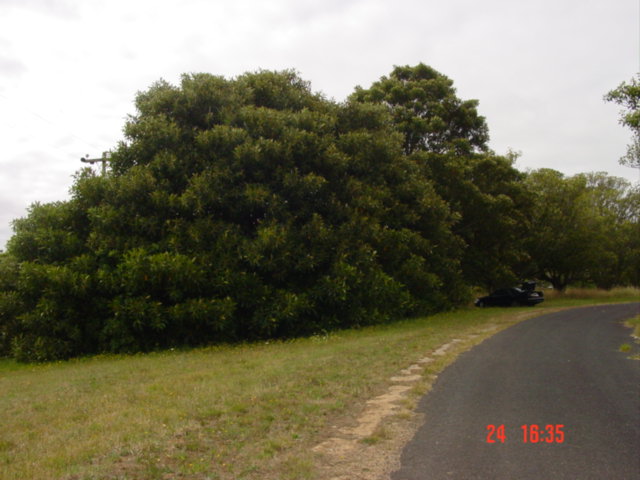 T11750 Ficus macrophylia