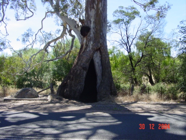 T11162 Eucalyptus camaldulensis