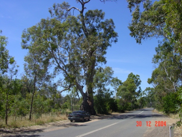 T11162 Eucalyptus camaldulensis