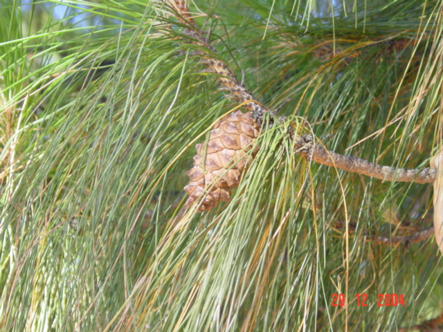 T11372 Pinus canariensis