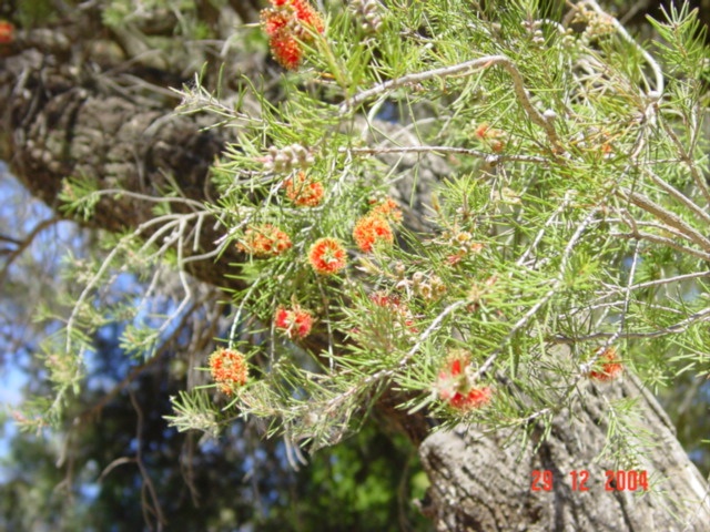 T11376 Callistemon brachyandrus