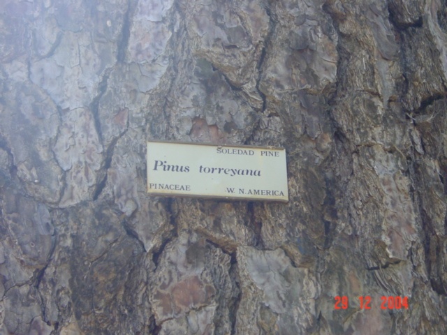T11377 Pinus torreyana