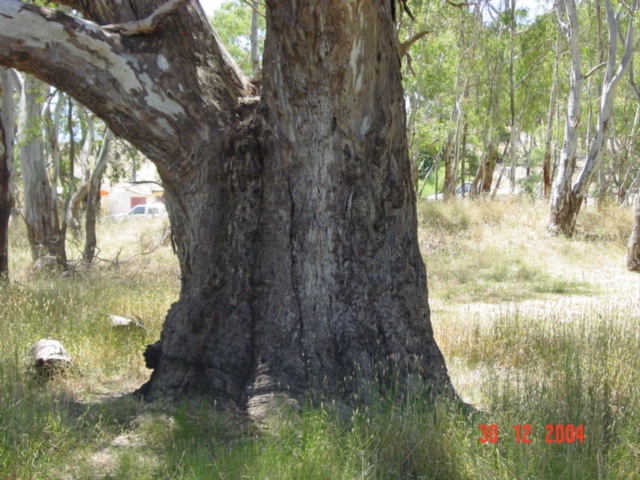 T11842 Eucalyptus camaldulensis