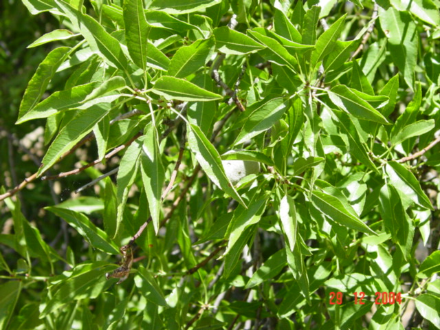 T11843 Prunus dulcis
