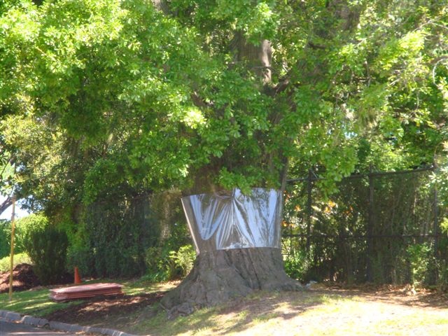 T11762 Quercus nigra