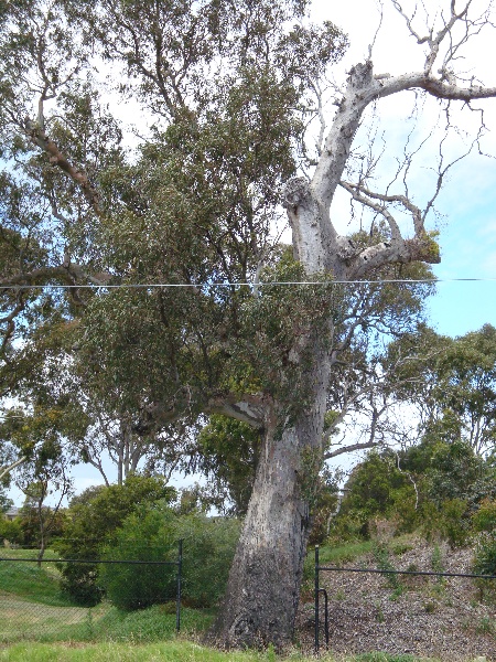 T11145 Eucalyptus camaldulensis